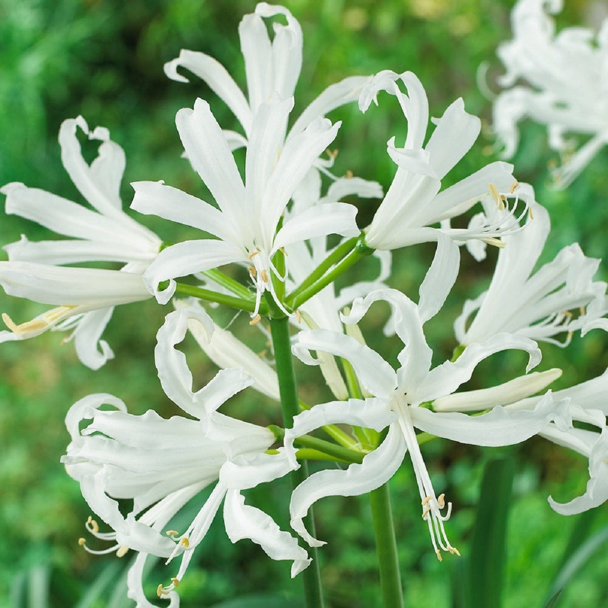 Nerine bílá - Nerine alba - hlízy nerine - 1 ks