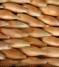 Cibule jarní Tosca - Allium cepa - semena - 140 ks