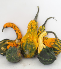 Tykev Indian Little směs - Cucurbita pepo - semena tykve - 5 ks