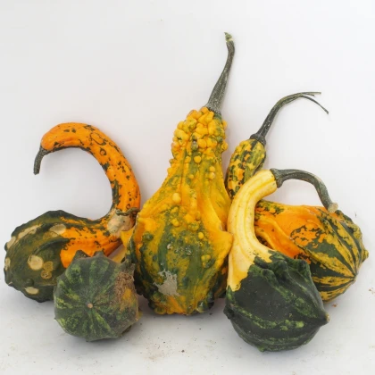 Tykev Indian Little směs - Cucurbita pepo - semena tykve - 5 ks