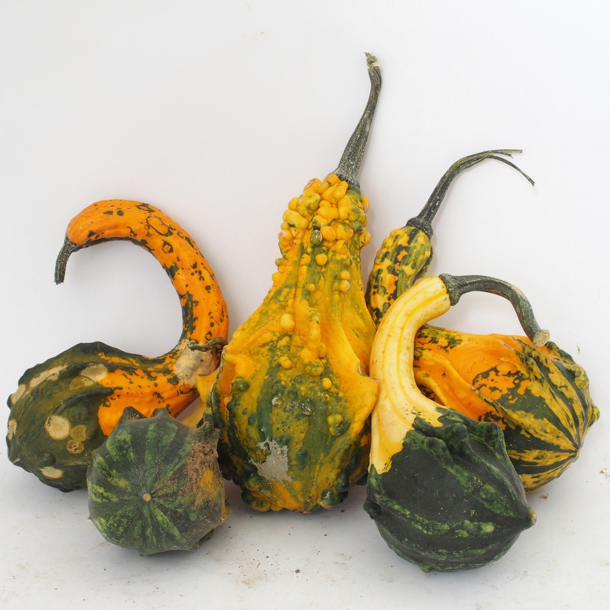 Tykev Indian Little směs - Cucurbita pepo - semena tykve - 5 ks