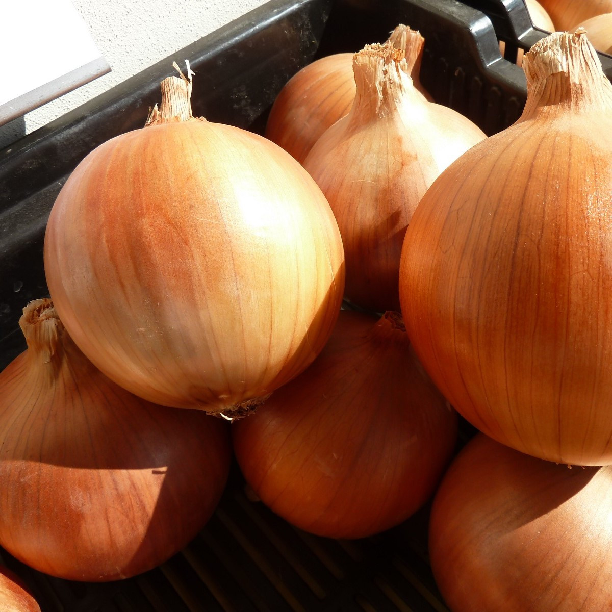 Cibule jarní Amfora F1 - Allium cepa - semena cibule - 110 ks