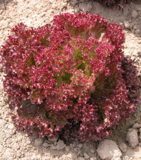 Salát listový Crimson - Lactuca sativa L. - semena salátu - 300 ks