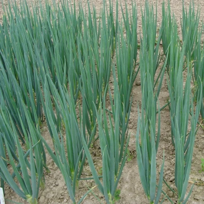 Cibule sečka Entita - Allium fistulosum L. - semena cibule - 0,4 g