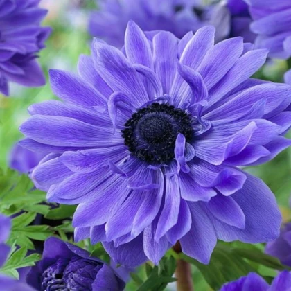 Sasanka modrá Lord Lieutenant - Anemone - hlízy sasanky - 3 ks