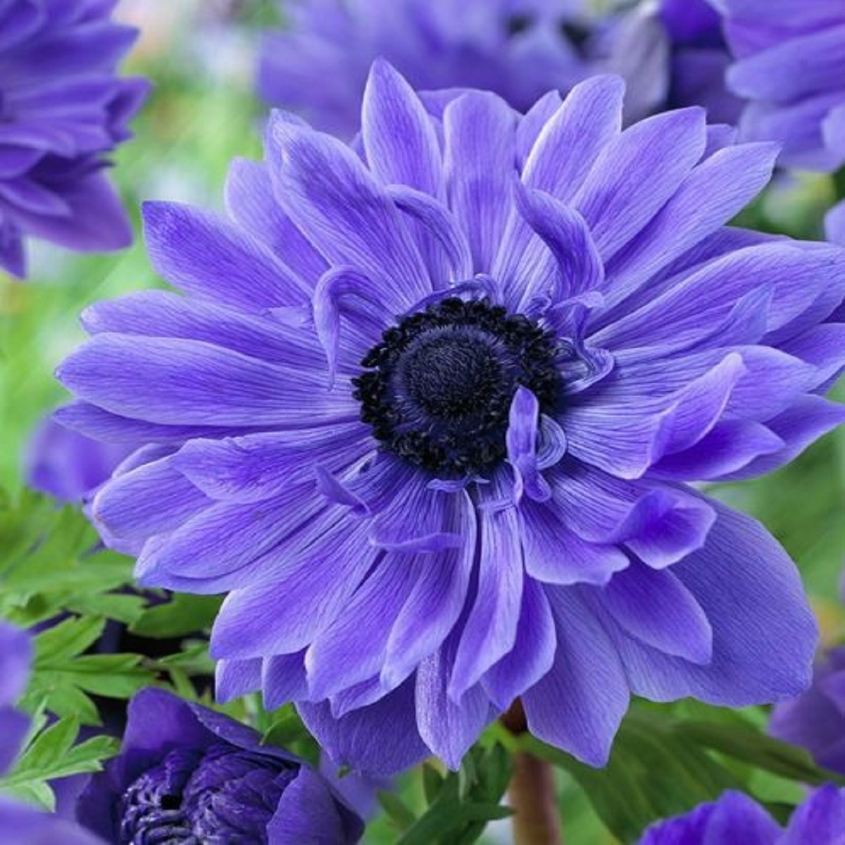 Sasanka modrá Lord Lieutenant - Anemone - hlízy sasanky - 3 ks