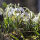 Sněženka plnokvětá - Galanthus nivalis double - cibule sněženky - 3 ks