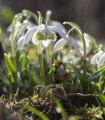 Sněženka plnokvětá - Galanthus nivalis double - cibule sněženky - 3 ks
