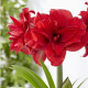 Hvězdník plnokvětý Amarantia - Hippeastrum - cibule hvězdníku - 1 ks