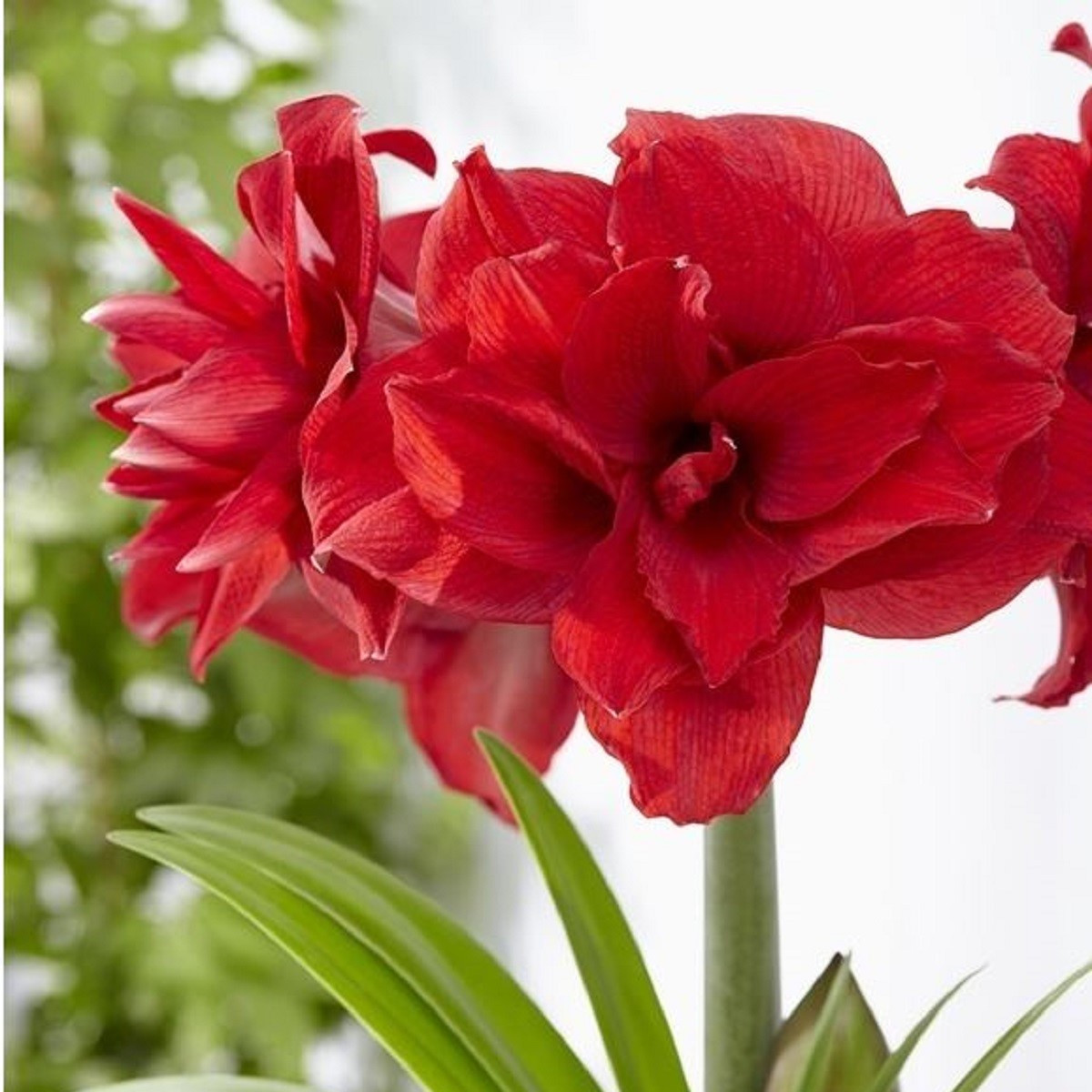 Hvězdník plnokvětý Amarantia - Hippeastrum - cibule hvězdníku - 1 ks