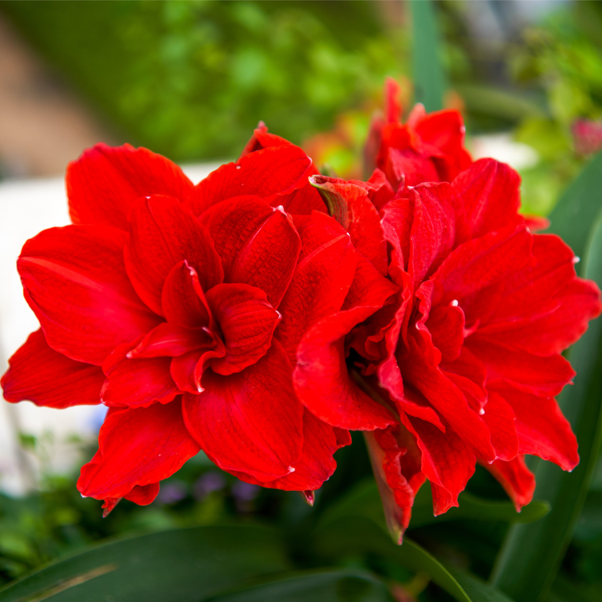 Hvězdník plnokvětý Amarantia - Hippeastrum - cibule hvězdníku - 1 ks