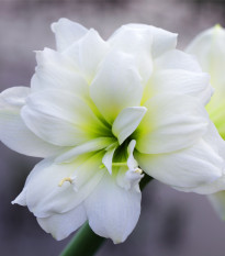 Hvězdník plnokvětý Jewel - Hippeastrum - cibule hvězdníku - 1 ks