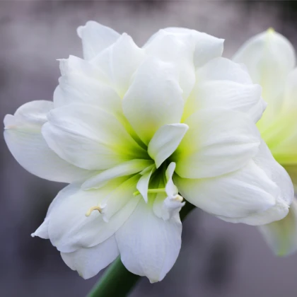 Hvězdník plnokvětý Jewel - Hippeastrum - cibule hvězdníku - 1 ks