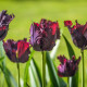 Tulipán Black Parrot - Tulipa - cibule tulipánu - 3 ks