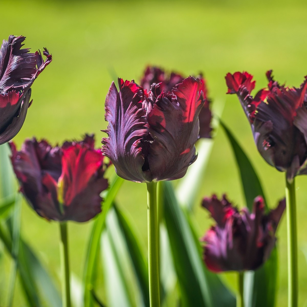 Tulipán Black Parrot - Tulipa - cibule tulipánu - 3 ks
