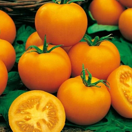 Rajče Zlatá královna - Solanum lycopersicum - semena rajčete - 10 ks