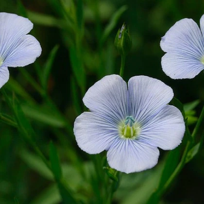 Len setý - Linum usitatissimum - semena lnu - 140 ks