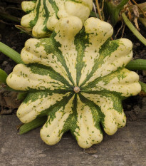 Patizon Vert Jaune - Cucurbita pepo - semena patizonu - 5 ks