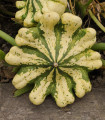 Patizon Vert Jaune - Cucurbita pepo - semena patizonu - 5 ks