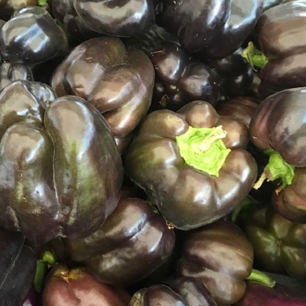 Paprika Babybell Csokoládé - Capsicum annuum - paprika magok - 8 db