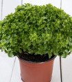 Bazalka pravá vonná Piccolino - Ocimum basilicum - semena bazalky - 200 ks