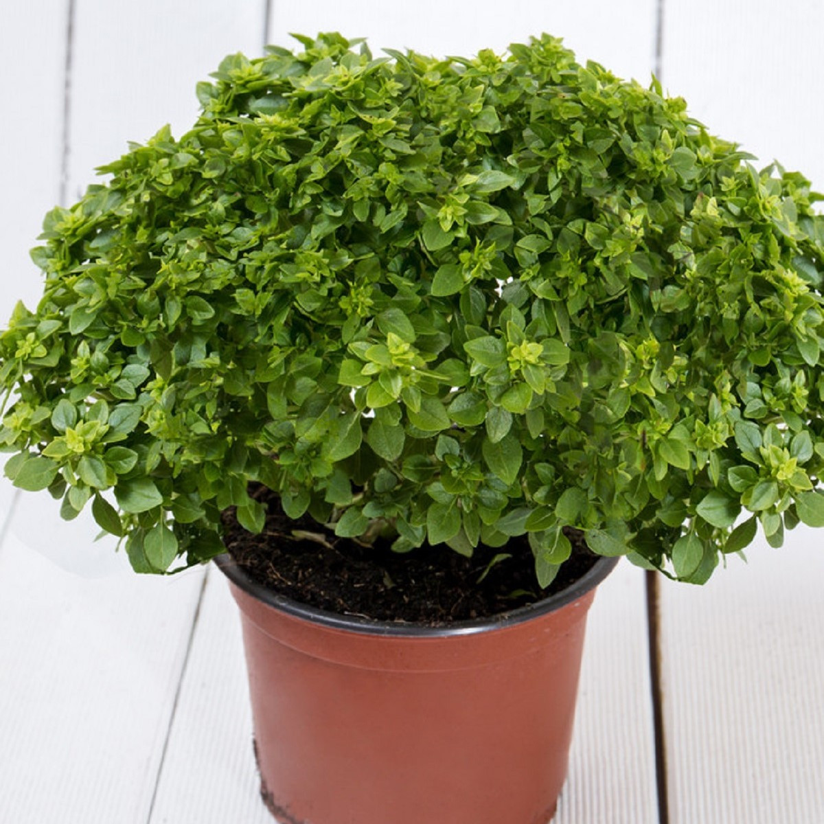 Bazalka pravá vonná Piccolino - Ocimum basilicum - semena bazalky - 200 ks