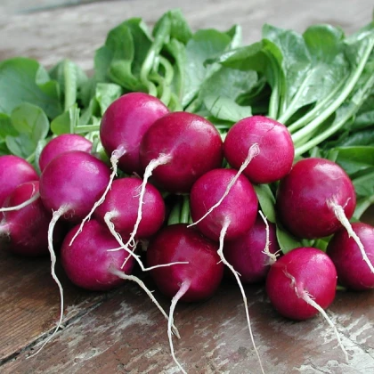 Ředkvička Viola - Raphanus sativus - semena ředkvičky - 100 ks
