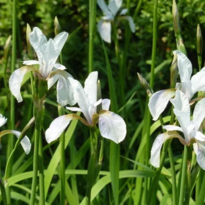 Kosatec síťkovaný bílý - Iris reticulata - cibulky kosatce - 3 ks