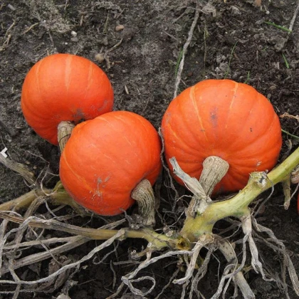 Tykev Amoro - Cucurbita maxima duchesne - semena tykve - 5 ks