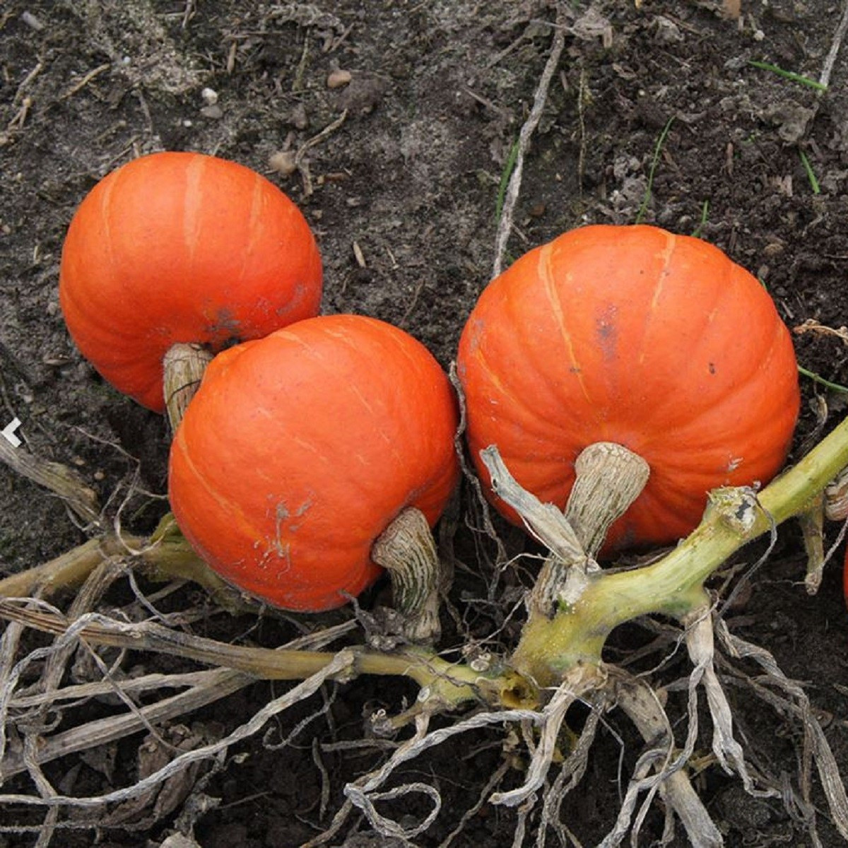 Tykev Amoro - Cucurbita maxima duchesne - semena tykve - 5 ks