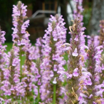 Šanta žilnatá Pink Cat - Nepeta nervosa - semena šanty - 15 ks