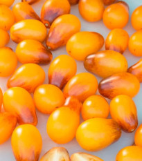 Rajče Indigo Pear Drops - Solanum lycopersicum - semena rajčete - 5 ks