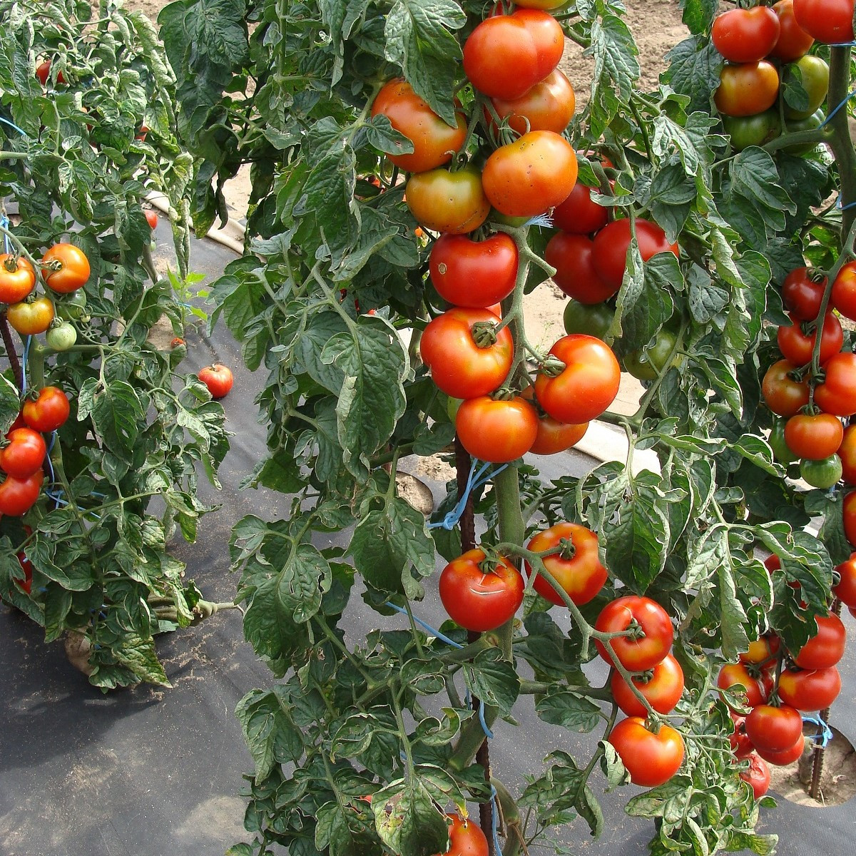 Rajče Start S F1 - Solanum lycopersicum - semena rajčete - 10 ks