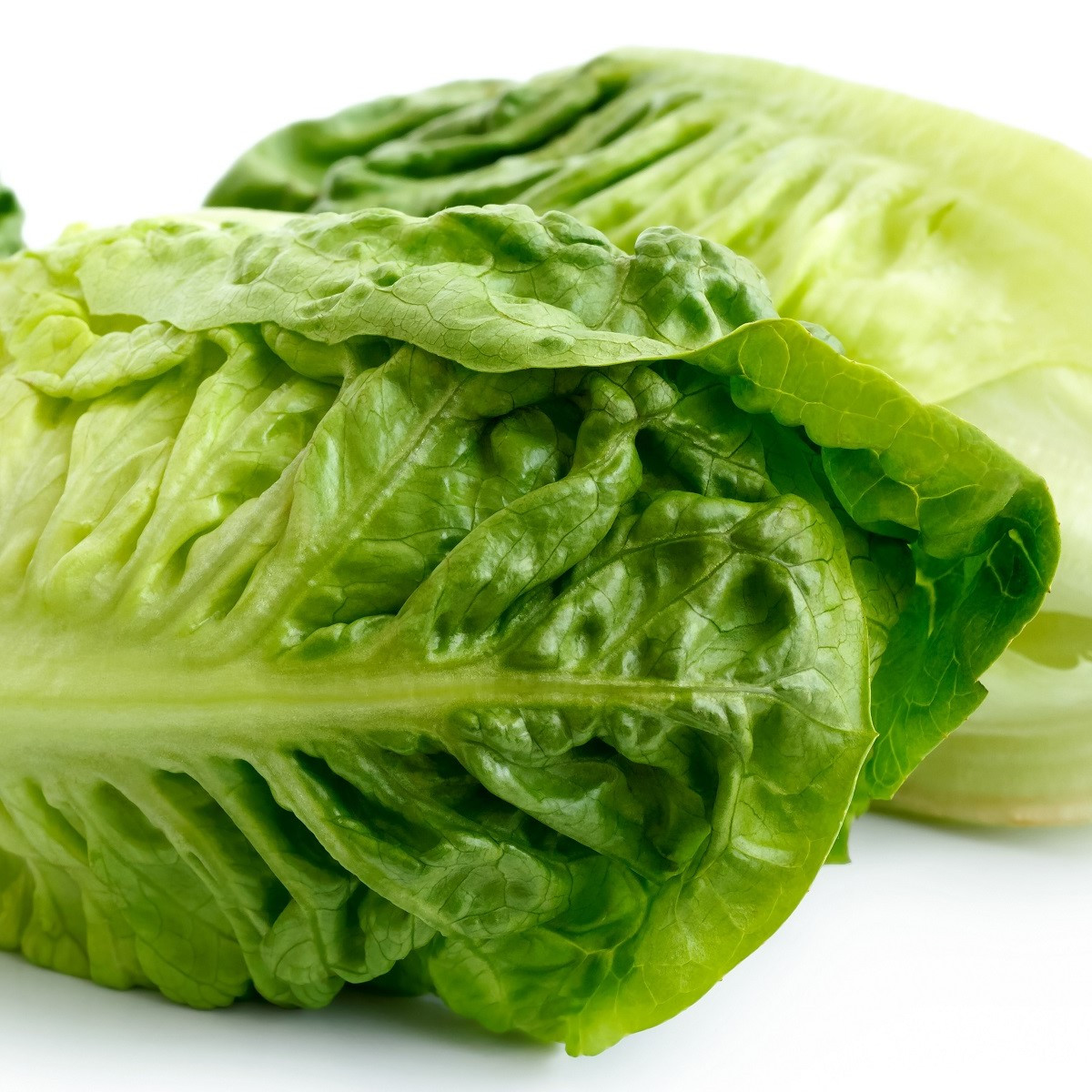 Salát Little Gem - Lactuca sativa - semena salátu - 400 ks