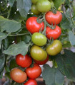 Rajče Crimson Crush PhR F1 - Solanum lycopersicum - semena rajčete - 7 ks
