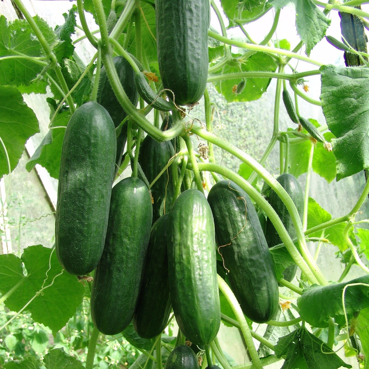 Okurka salátová Pony F1 - Cucumis sativus - semena okurky - 10 ks