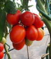 Rajče Sonet F1 - Solanum lycopersicum - semena rajčete - 20 ks