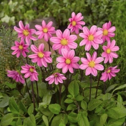 Jiřinka Topmix růžová - Dahlia - hlízy jiřinky - 1 ks