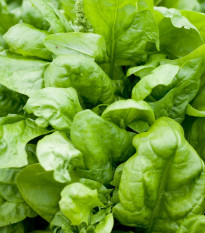 Špenát setý Matador - Spinacia oleracea - semena špenátu - 60 ks