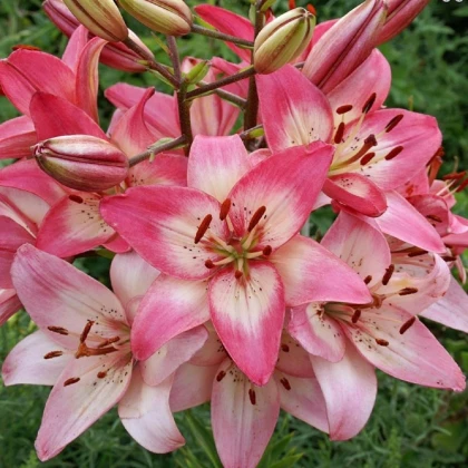 Lilie Rosellas Dream - Lilium - cibule lilie - 1 ks
