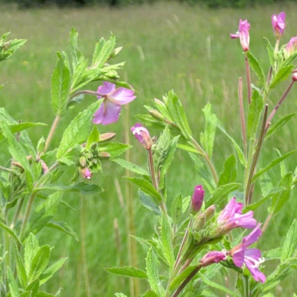 Vrbovka malokvětá - Epilobium parviflorum - semena vrbovky - 0,05 g