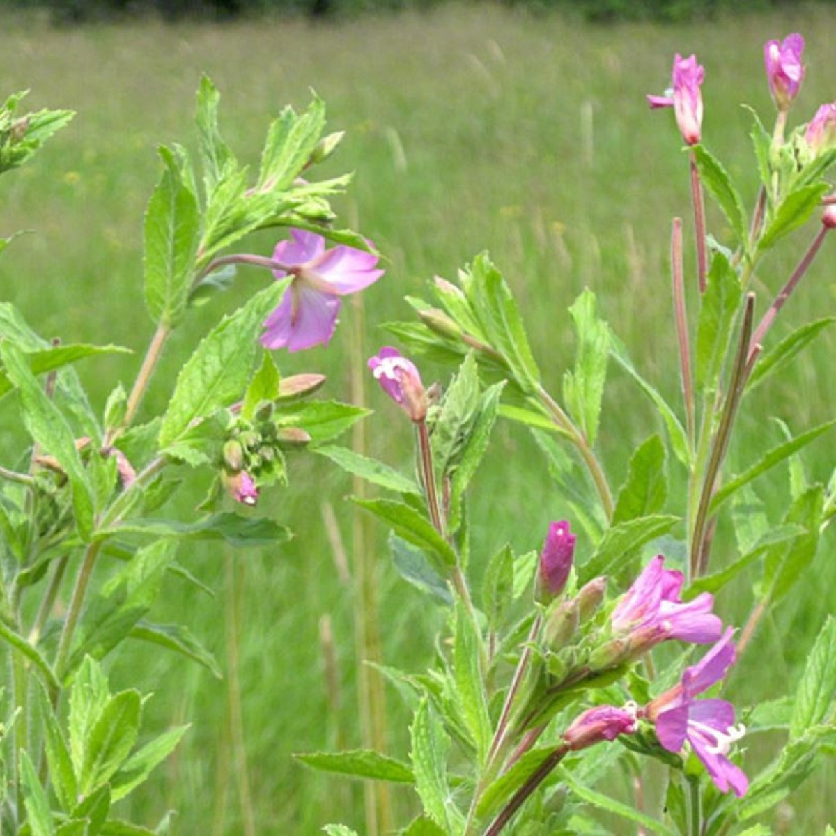 Vrbovka malokvětá - Epilobium parviflorum - semena vrbovky - 0,05 g