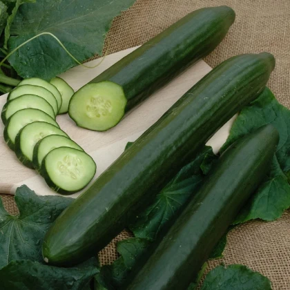Okurka salátová Vista F1- Cucumis sativus - semena okurky - 10 ks