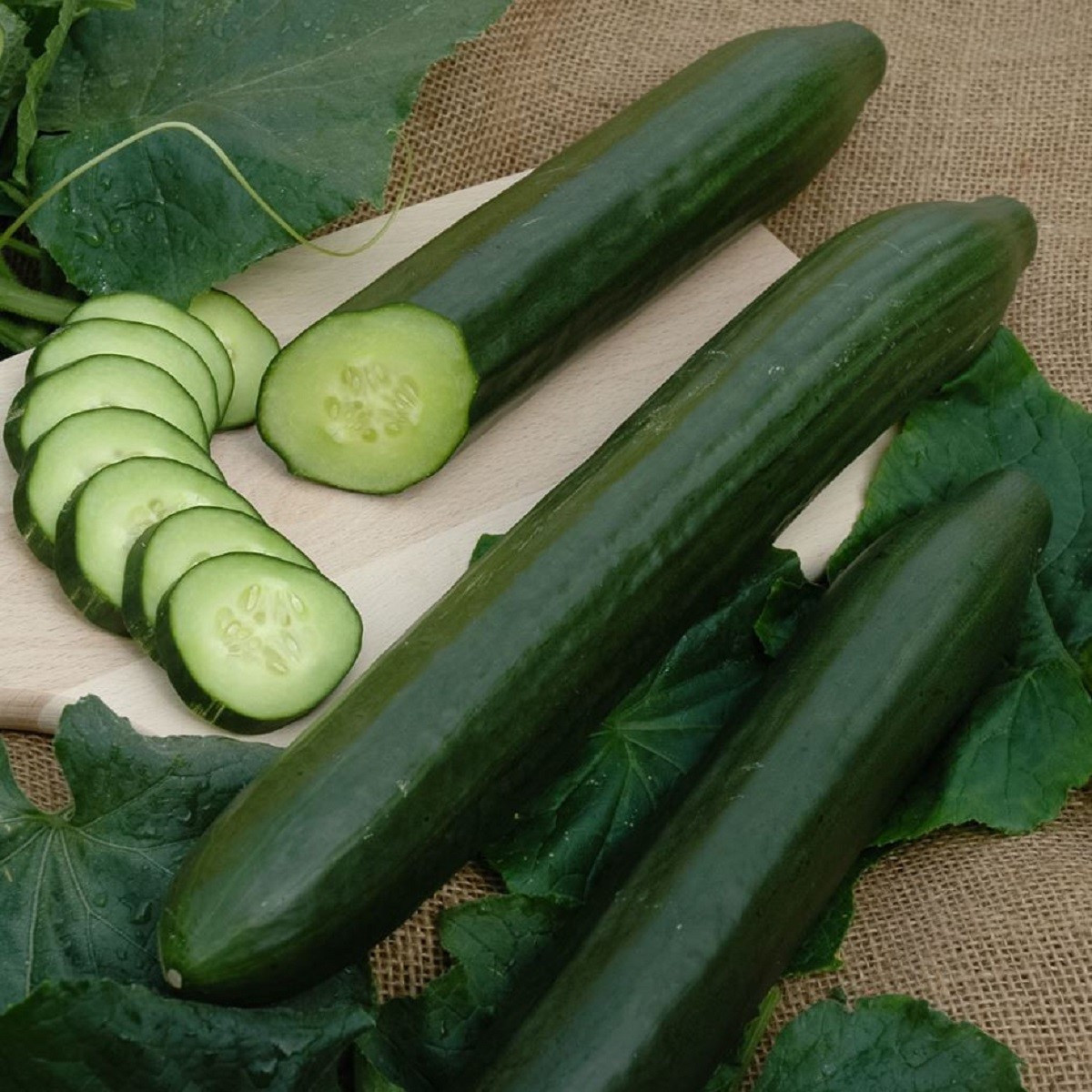 Okurka salátová Vista F1- Cucumis sativus - semena okurky - 10 ks