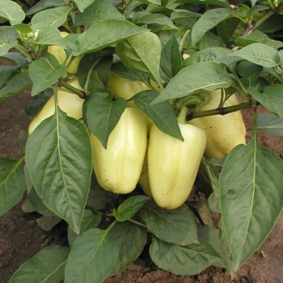 Paprika Amy - Capsicum annuum - semena papriky - 50 ks