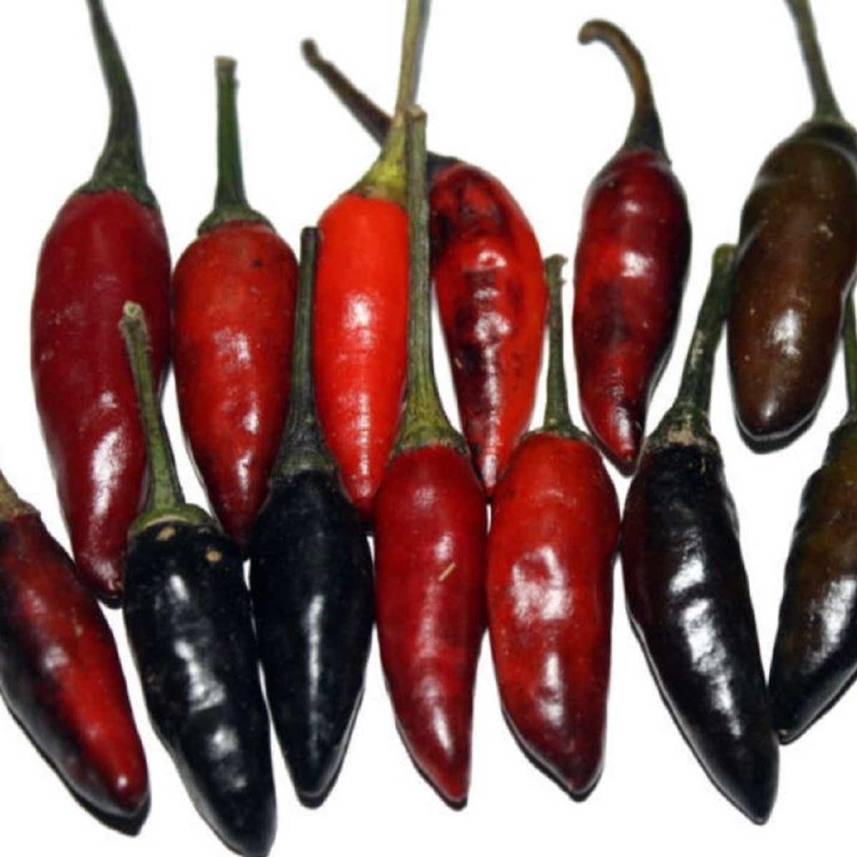 Chilli Krishna Jolokia - Capsicum annuum - semena chilli - 7 ks