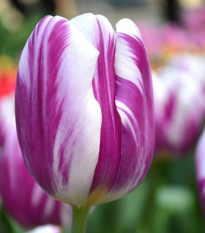 Tulipán Striped Flag - Tulipa - cibule tulipánu - 3 ks