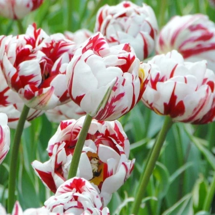 Tulipán Carnaval de Nice - Tulipa - cibule tulipánu - 3 ks