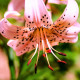 Lilie Pink Tiger - Lilium - cibule lilie - 1 ks