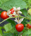 Rajče Liči - Solanum sisymbrifolium - semena rajčete - 6 ks
